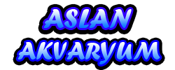 Aslan Akvaryum