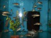 auratus
