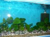 anubias